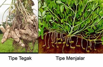 Gambar Akar Kacang Tanah Dan Keterangannya - Gambar Bagian ...