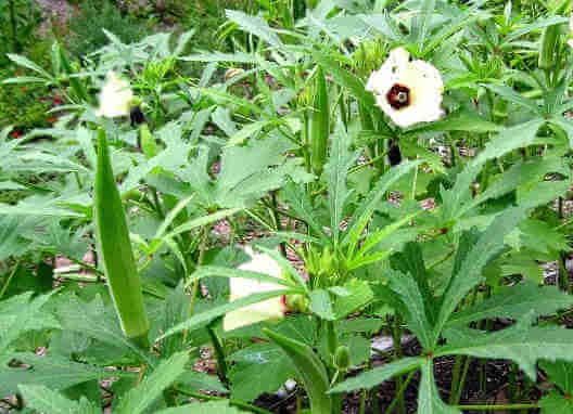 Tren Untuk Gambar  Tanaman  Okra  Bunga Hias